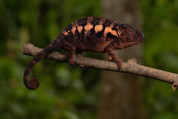 Female panther chameleon