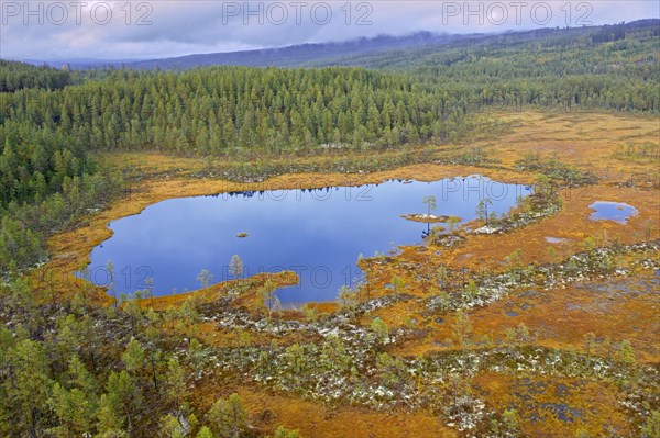 Aerial view over pond in moorland and coniferous forest
