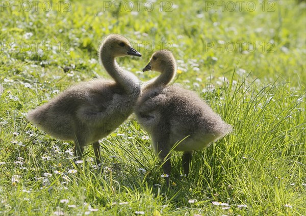 Two chicks of Canada geese