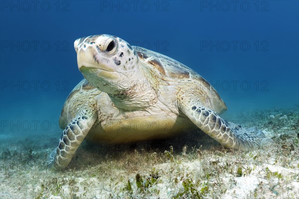 Green turtle