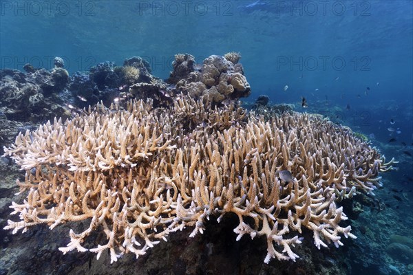 Small polyp stony coral