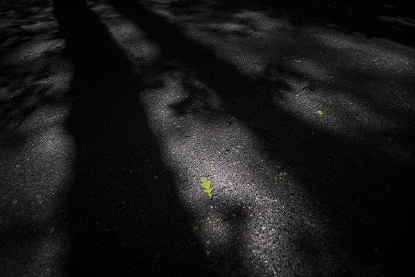 An oak leaf stands out on a road in Diehsa