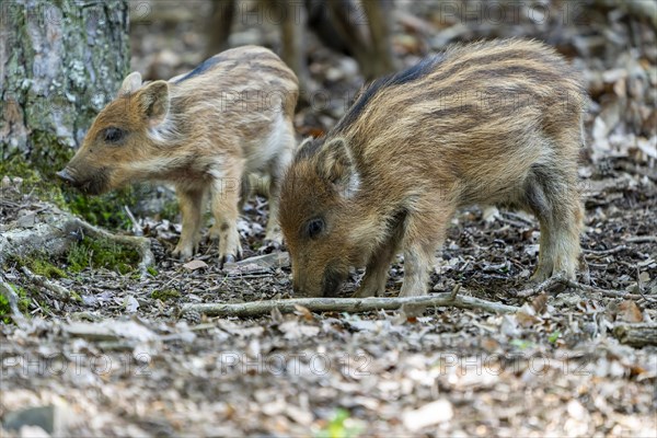 Wild boar