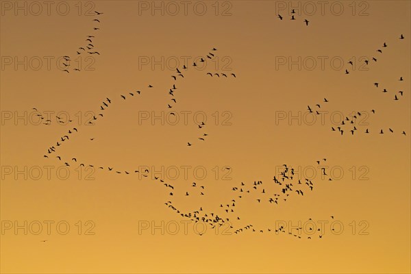 Flock of greater white-fronted geese