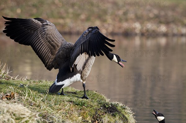 Canada goose