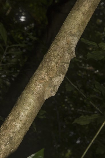 Mossy leaf-tailed gecko