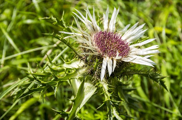 Flowering specimen of a silver thistle