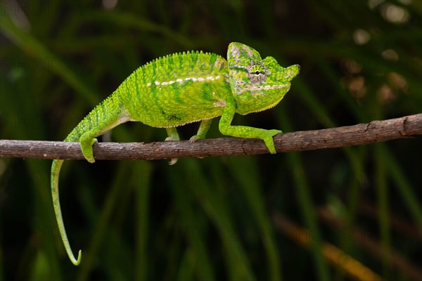 Rediscovered male voeltzkow's chameleon