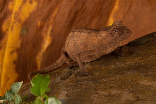 Female Stumpff's earth chameleon