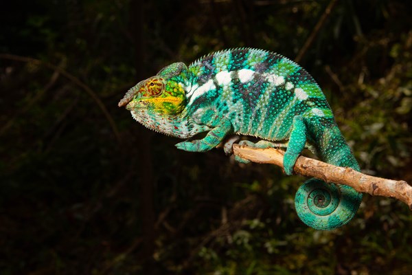 Male panther chameleon