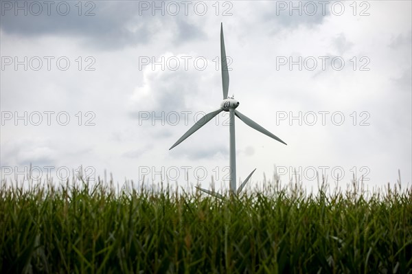 Two wind turbines behind a corn field in Luckau
