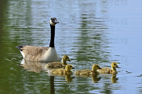 Canada Goose