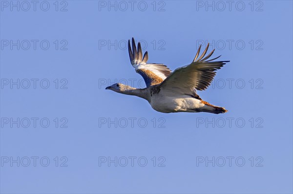 Great bustard