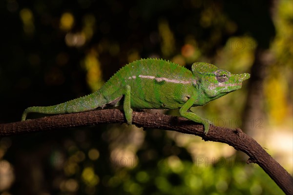 Rediscovered male voeltzkow's chameleon