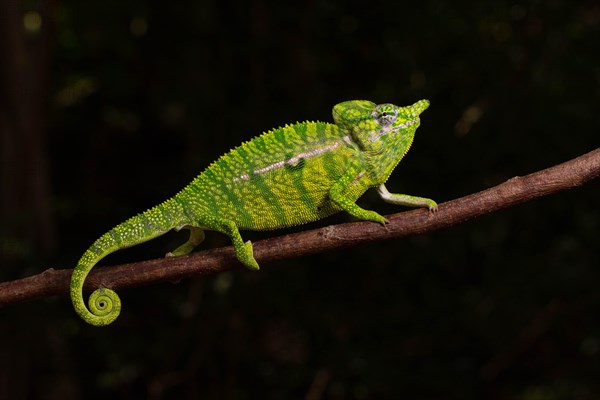 Rediscovered male voeltzkow's chameleon