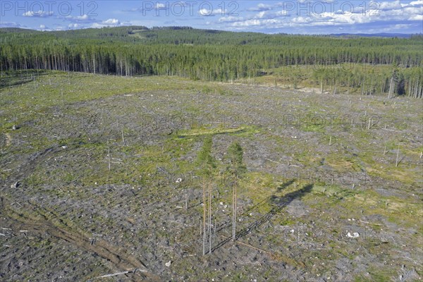 Aerial view over Swedish clearcut area