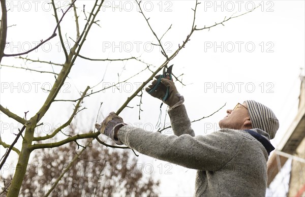 Topic: Pruning fruit trees in spring. Here an apple tree