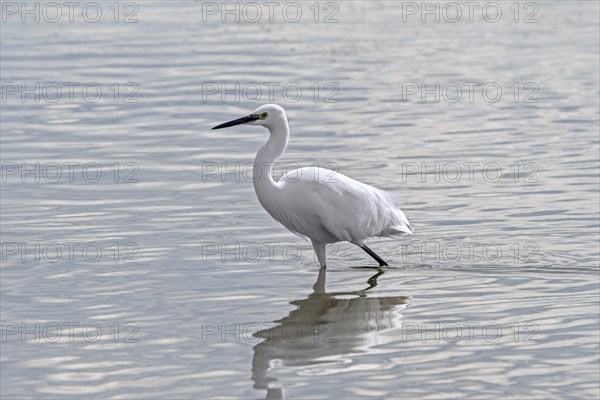 Little egret