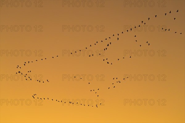 Flock of greater white-fronted geese