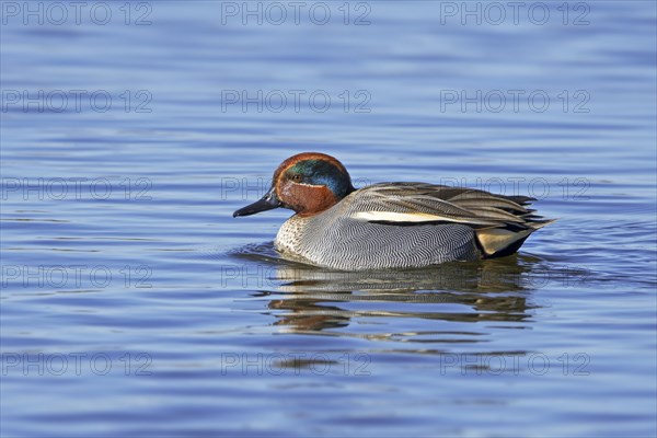 Eurasian teal