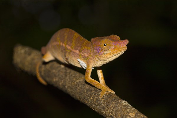 Rhinoceros chameleon