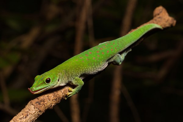 Koch's day gecko