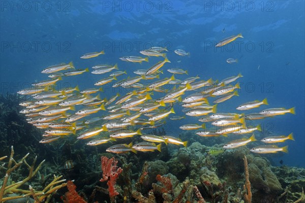 Shoal of two-spot snapper