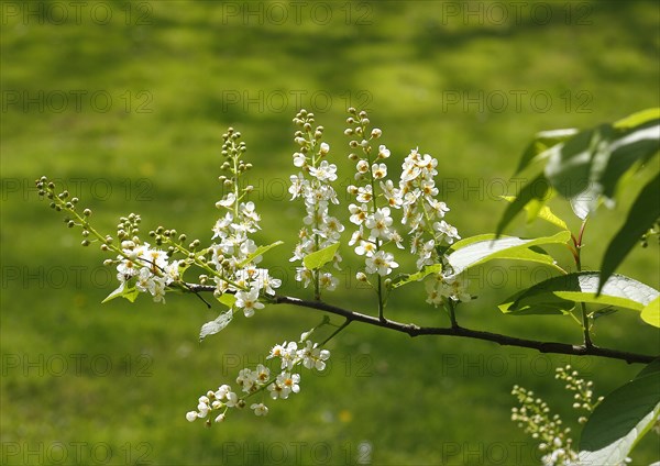 European bird cherry