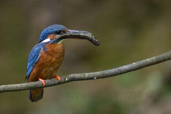 Common kingfisher