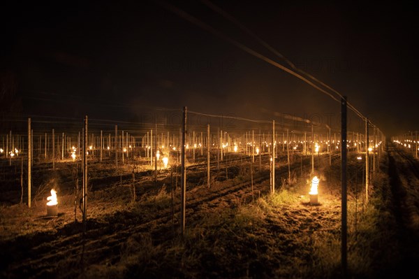 Fires loom on the vineyard of Wackerbarth Castle in Weinboehla