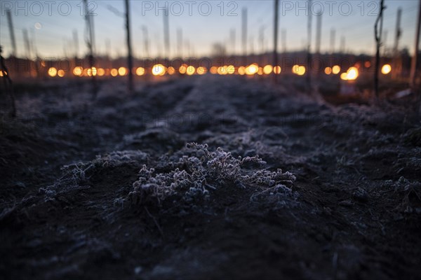 Fires loom on the vineyard of Wackerbarth Castle in Weinboehla