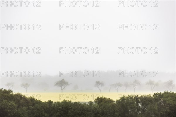 Trees stand out in dreary weather in Vierkirchen