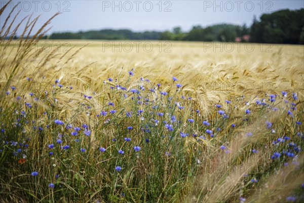 Cornflowers stand at the edge of a barley field on the Ummanz peninsula on the island of Ruegen. Ummanz