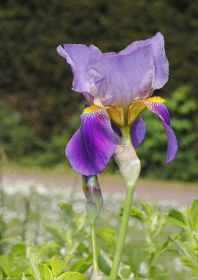 German lily hybrid