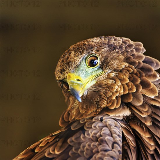 Bateleur