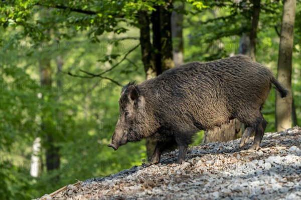 Wild boar