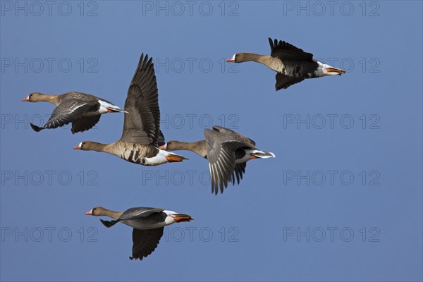 Greater white-fronted geese