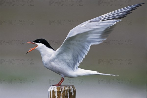 Common tern