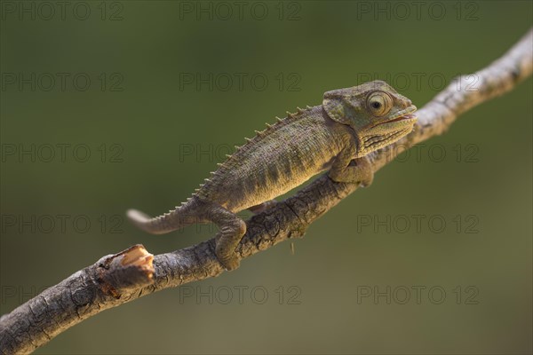 Blue-legged chameleon