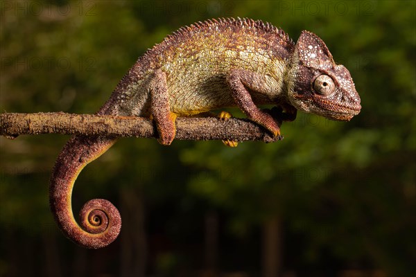 Male Madagascar malagasy giant chameleon