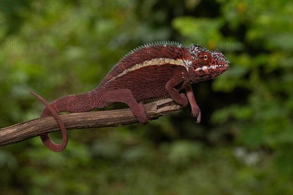 Male panther chameleon