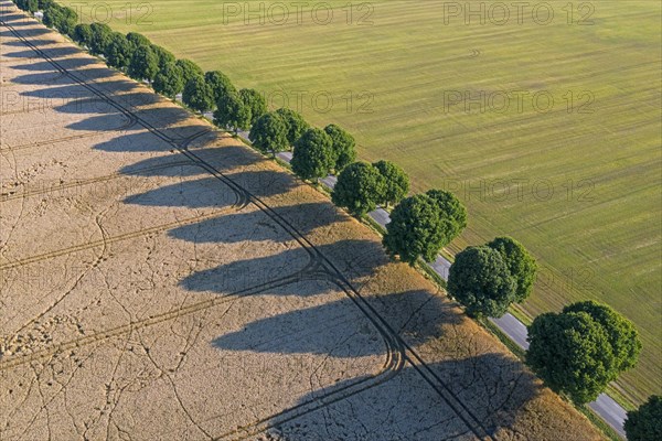 Aerial view over silver linden