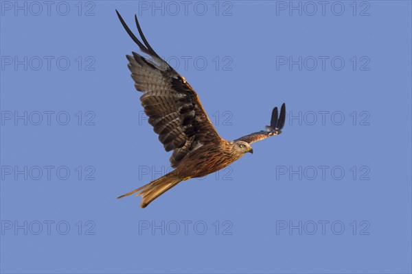 Red kite