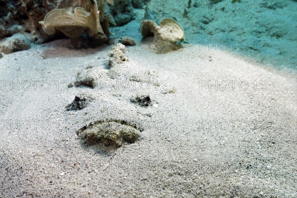 Reef stonefish