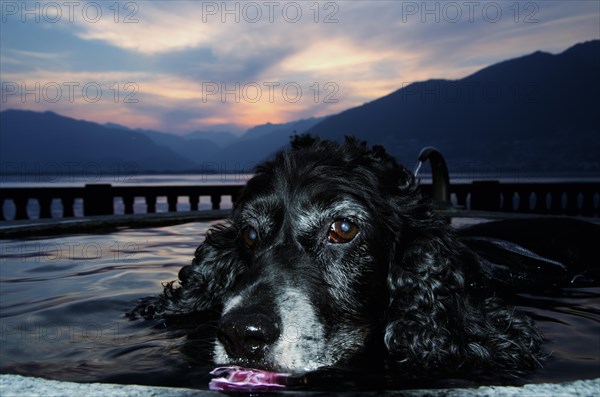 Cocker spaniel dog