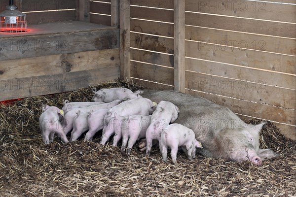 Pig with piglet