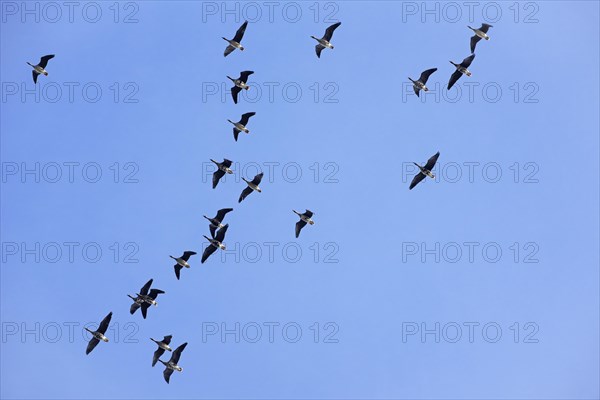 Flock of white-fronted geese