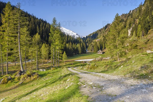 Alpine hut with trees in the Riedingtal nature park Park