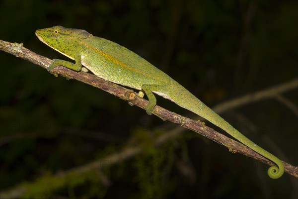 Glaws chameleon