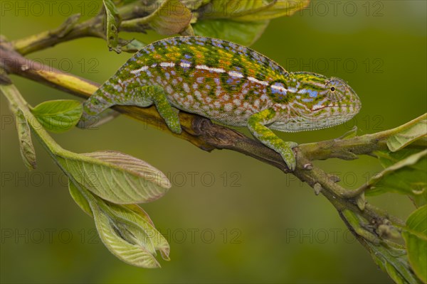 Jewel chameleon